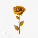 Rose dorée